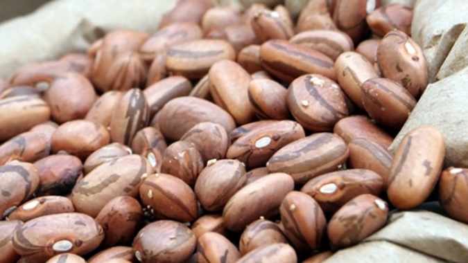 Ibrafe: Exportar excedentes de Feijão dá segurança para produtores