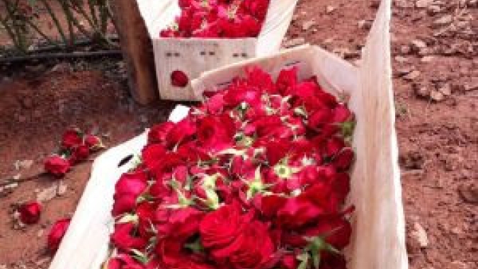 "Todo trabalho é essencial? A banca de flores da esquina é essencial? Não confunda..."