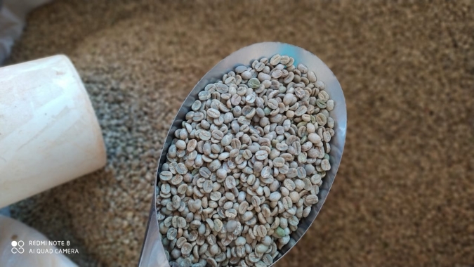 Café finaliza semana com preços estáveis em Nova York e no Brasil