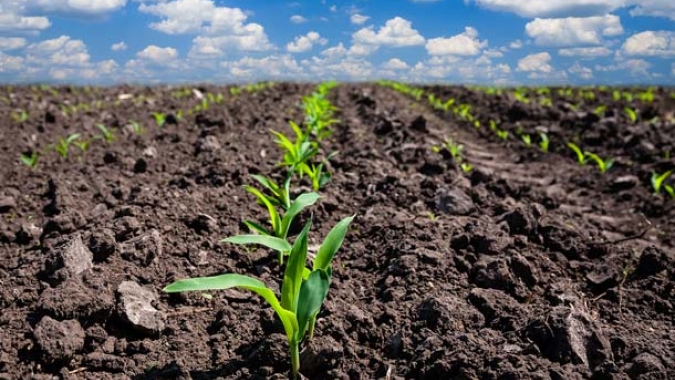 Deral indica que milho verão já está 39% plantado no Paraná