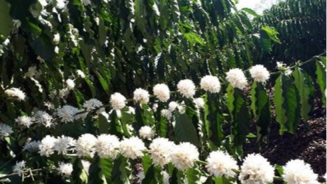 Nova safra de café: Primeiras floradas do Conilon já são registradas em Rondônia
