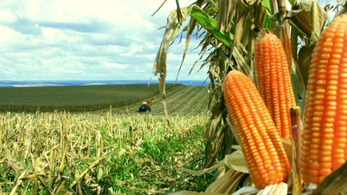 USDA informa venda de 136 mil t de milho nesta 6ª feira (13)