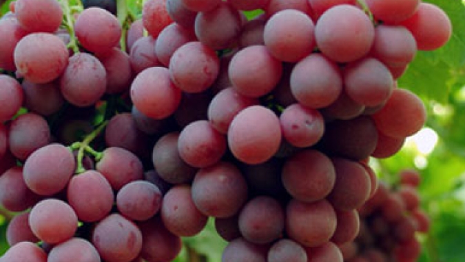 Safra 25/26: APTA Regional de São Roque colhe mais de 2 toneladas de uvas agroecológicas e anuncia avanço para sistema biodinâmico
