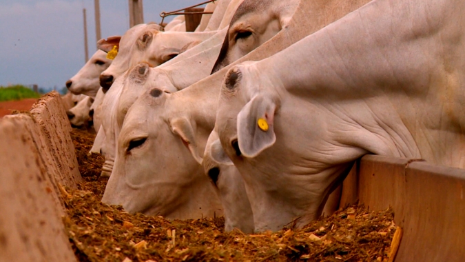 Rastreabilidade bovina contribui para agregar valor à carne brasileira
