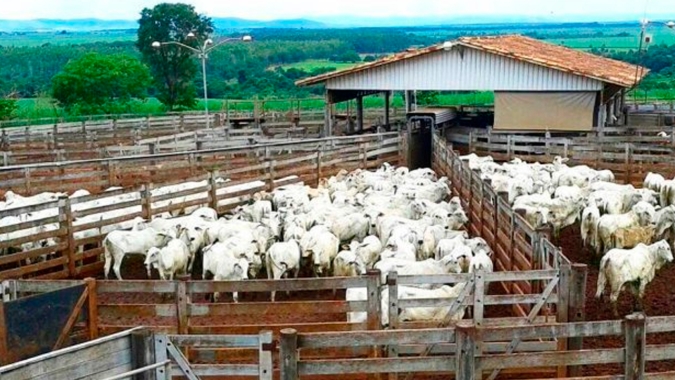 Carne bovina no varejo está no limite de preços, mas ainda é cedo para afirmar que vai interromper trajetória de alta do boi