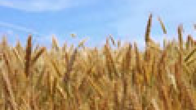 Trigo argentino registra os primeiros lotes abandonados devido à falta de umidade
