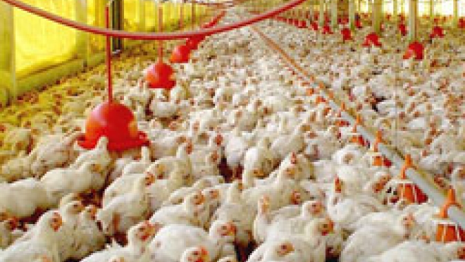 Em meio a cotações estáveis para o mercado do frango nesta sexta-feira (27) preço da ave no atacado em SP registra leve queda