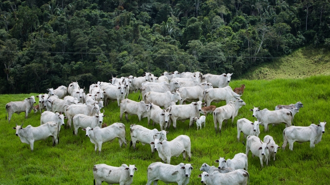 Pecuária 5.0 entra na pauta e RS reage com “lavoura de carne”