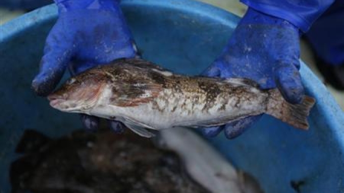 Fomento à piscicultura: Incaper presta apoio técnico ao Programa ‘Mais Peixes’ em Muniz Freire