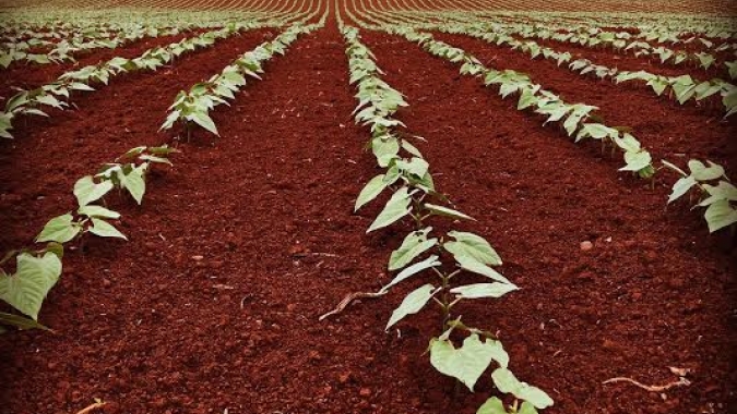 Mudanças climáticas comprometem futuro da produção de feijão no Brasil