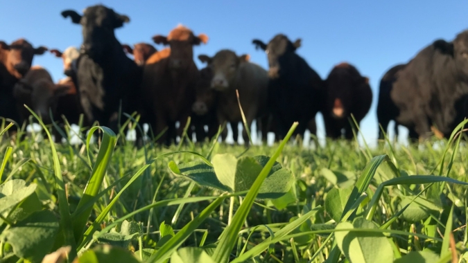 Bovinocultura de corte é responsável por 55,6 % dos empregos formais gerados na agropecuária em MS