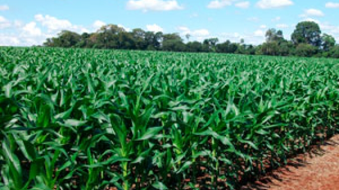Safra de milho do Paraná já registra 18% da área plantada no estágio de floração