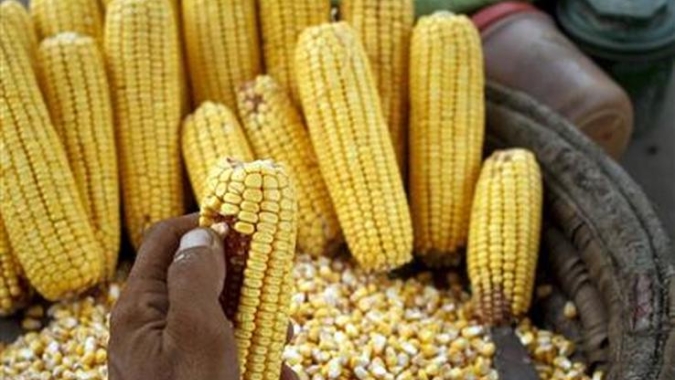 IGC eleva projeção para safras globais de trigo e milho 2020/21