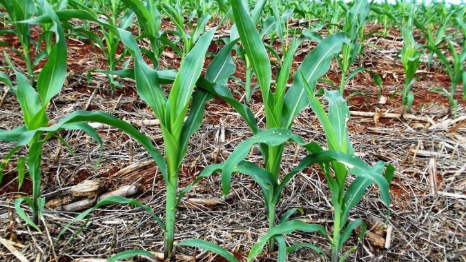 AgRural: Plantio de milho verão chega a 82% com áreas secas em MG e GO