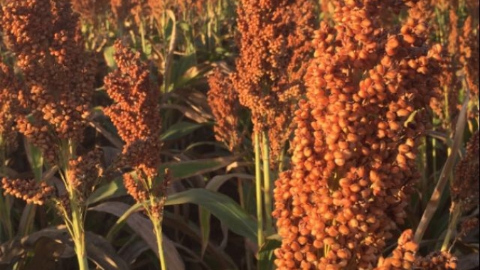 Sorgo avança no calendário agrícola e pode ser destaque da safrinha, revela levantamento da Conab