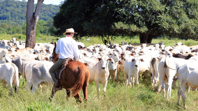 Sem boi magro na praça, tempo de permanência de animais em confinamento deve aumentar em até 60 dias , diz Assocon