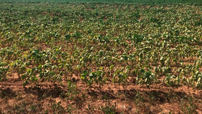 Plantio de soja no PR vai a 99% com lavouras na pior condição em ao menos 5 anos
