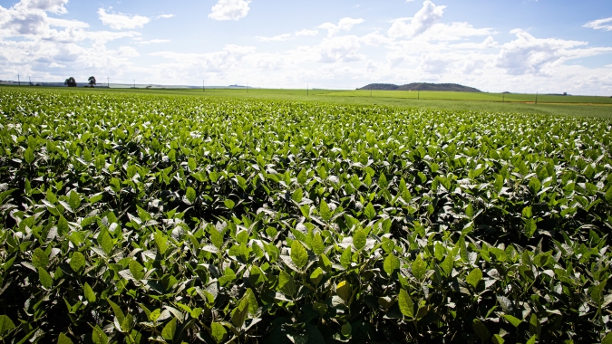 Expansão de área plantada de soja com Brasil deve ser "limitada" em 25/26, diz Rabobank