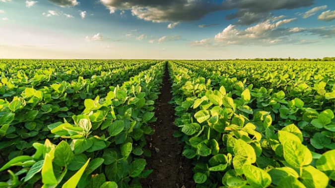 Plantio da soja na Argentina chega a 77,2% da área, mas ainda com atraso por conta do clima seco