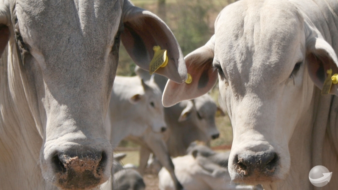 Agrobrazil: Mercado físico do boi gordo apresenta oscilações variadas