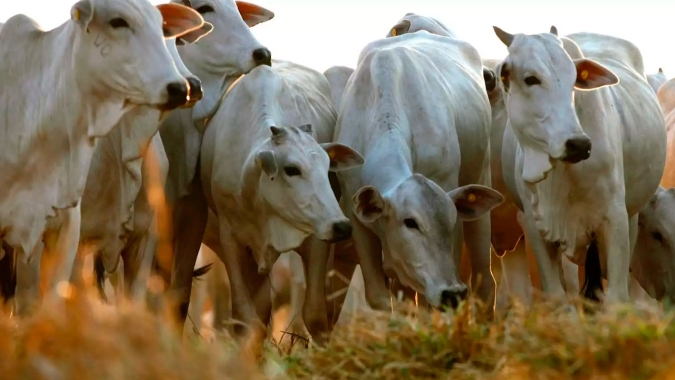 Exportações de 873 mil doses foram destaque do mercado de sêmen em 2023, aponta ASBIA