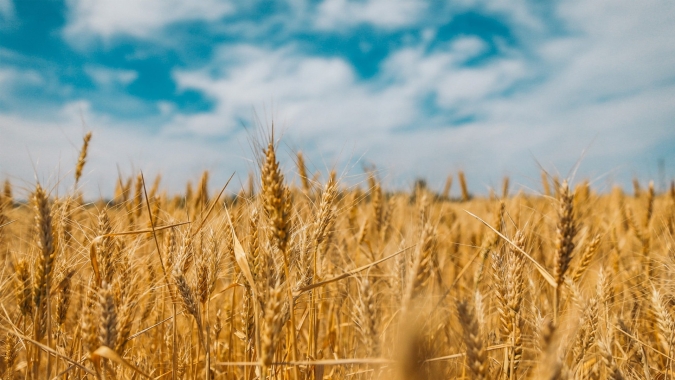 Plantio do trigo chega a 75% da área prevista para o RS