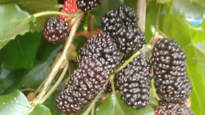Hortifruti: Amora - a queridinha da vez!