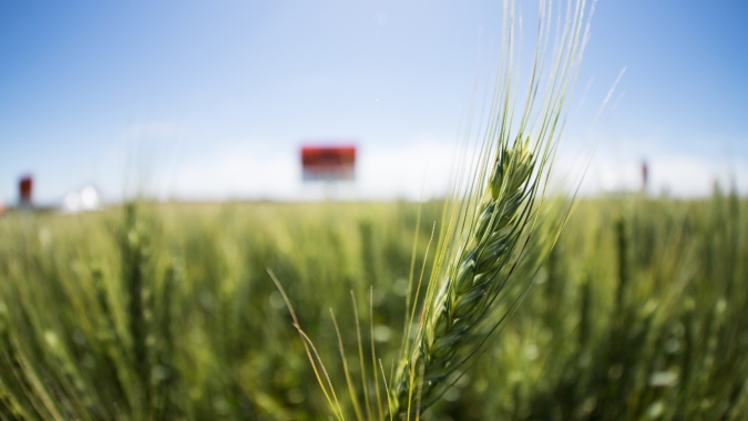 Strategie Grains eleva novamente previsão de safra de trigo da UE