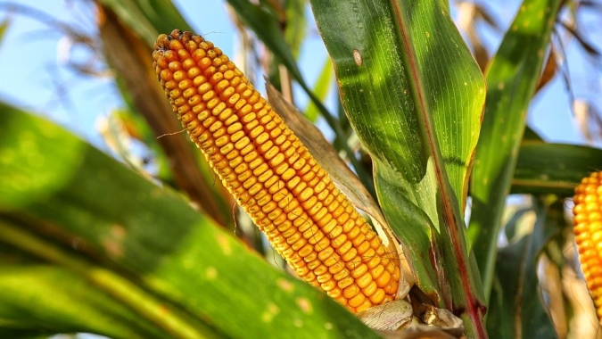 Milho abre a segunda-feira em campo misto e próximo da estabilidade na B3