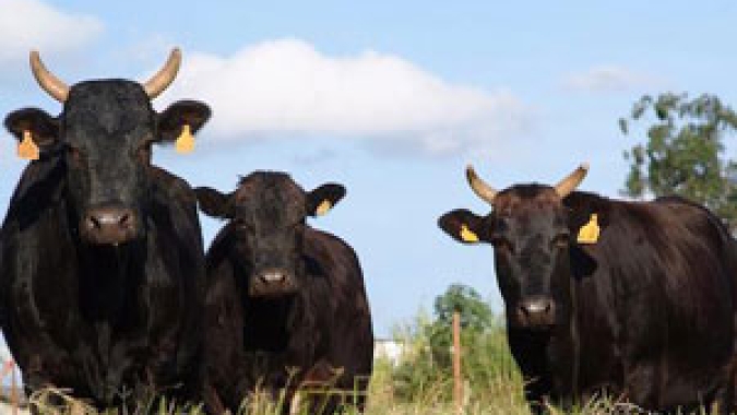 Sancionada prorrogação de contratos de veterinários do Ministério da Agricultura
