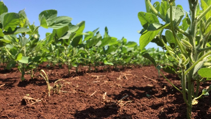 Plantio da soja está atrasado em São Pedro do Sul/RS, mas expectativa é ter boa produtividade e rentabilidade