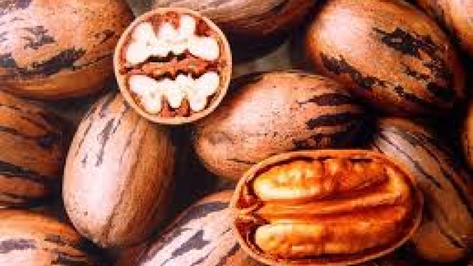 Colheita da noz-pecan é aberta oficialmente nesta sexta-feira em Encruzilhada do Sul/RS