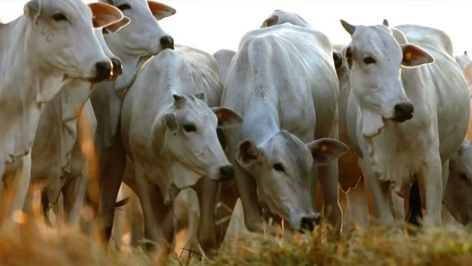 Mato Grosso do Sul: piora na relação de troca para o recriador
