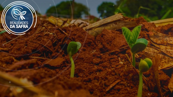 Palotina/PR encerra o plantio da soja e 40% da área teve que ser replantada
