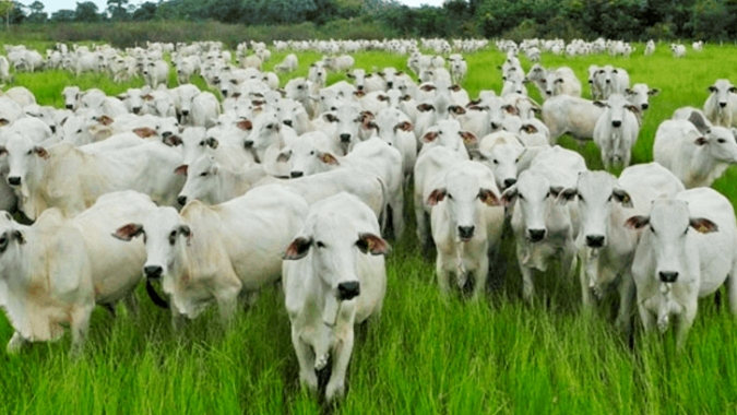 Boi/Cepea: Preço da carne segue negociado abaixo do boi