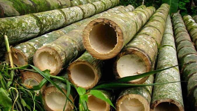Secretaria de Estado da Agricultura e Pecuária lança Câmara Setorial do Bambu