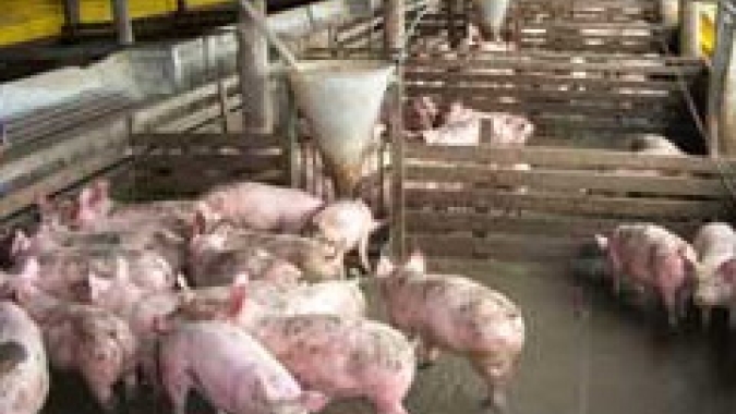 Suinocultura do Paraná tem predominância dos modelos integrado e cooperado