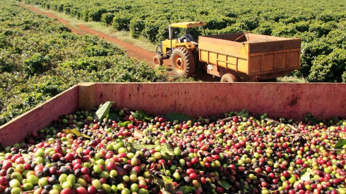 Colheita de café dos cooperados da Cooxupé atinge 79,3% da área