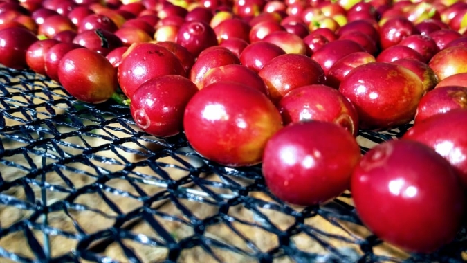 Café: Semana começa com baixas na Bolsa de Nova York