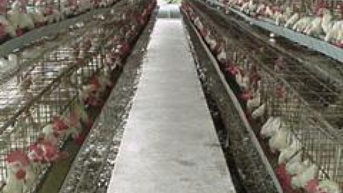 China encerra embargo a 2 unidades frigoríficas de aves do Brasil, Aurora e Minuano