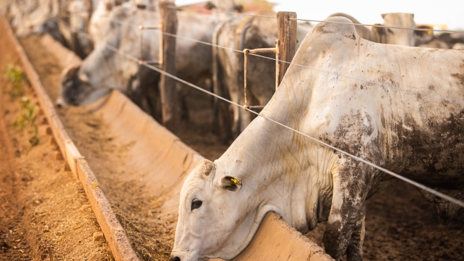 Pecuaristas devem ficar atentos aos preços futuros e custos do confinamento para garantir boas margens, aponta Rabobank