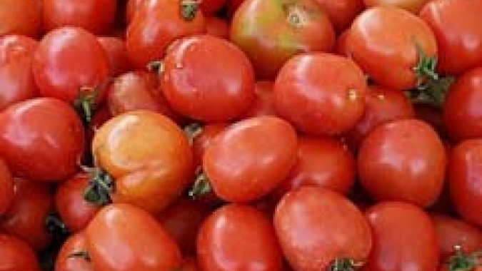 Tomate/Cepea: Safra de verão se intensifica em Caçador