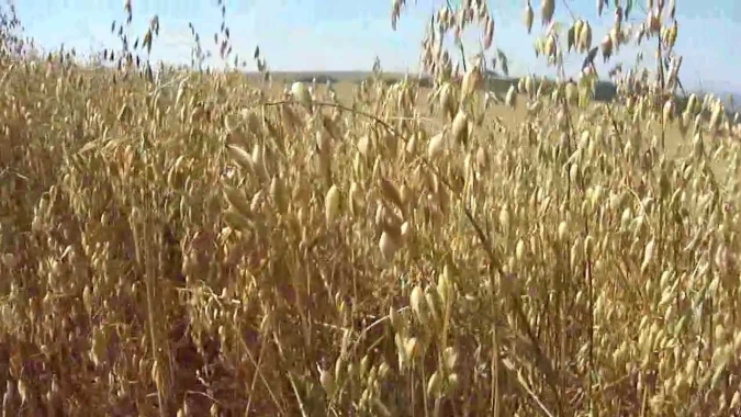 Produtores catarinense se preparam para plantar safras de inverno e iniciam planejamento para próxima safra de soja