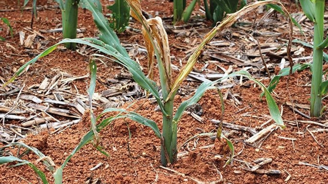 Goioerê/PR não recebe chuva há 36 dias e perdas do milho já ultrapassam os 30%