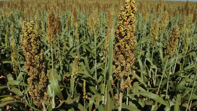 Avaliação de variedades de milho e sorgo para silagem no MS