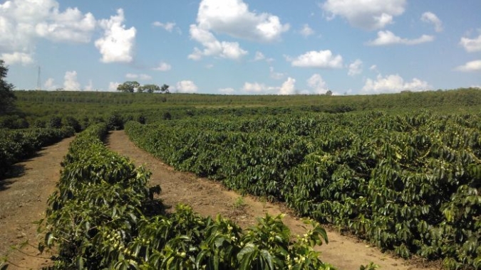 Café: arábica fecha em baixa e preços seguem com suporte da seca excessiva no Brasil