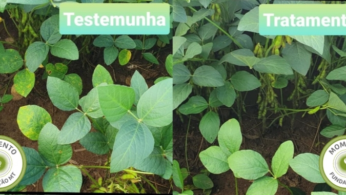 Fundação MT: Aumento de Mancha alvo em soja sob palhada de milho queimada e a ação dos fungicidas no controle da doença
