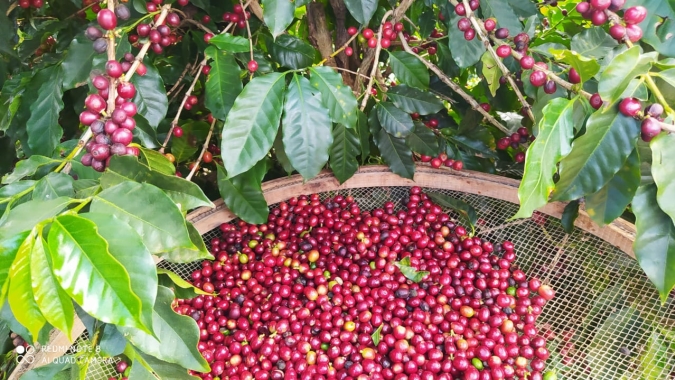 Café abre pregão com leves altas na Bolsa de Nova York