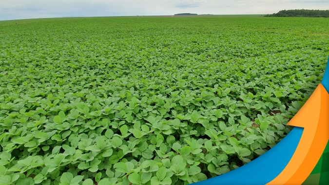 Jataí/GO se prepara para iniciar a colheita da soja esperando boa produtividade
