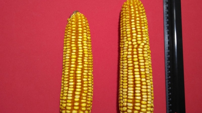 Fungo aumenta produtividade de milho em 2,4 mil quilos por hectare